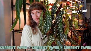 top 12 current favourite plants 🌿 FALL 2024 🌿 begonias, epipremnum, syngonium, + more!