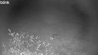 Bunny Rabbits 2025 09 13T01 50 48
