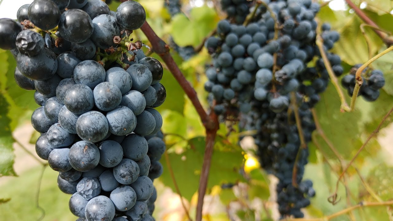 Fall Amish Country 10-18-2020