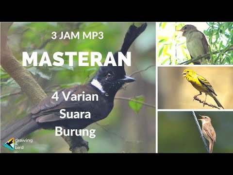 Download Masteran Burung Sikatan Mp3 Mp3 dan Mp4 Terbaru Gratis