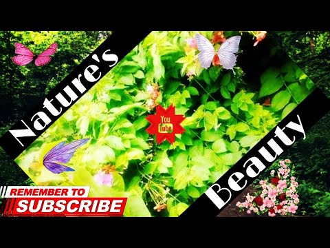 Beauty of Nature|Qadir Bakhsh Attari