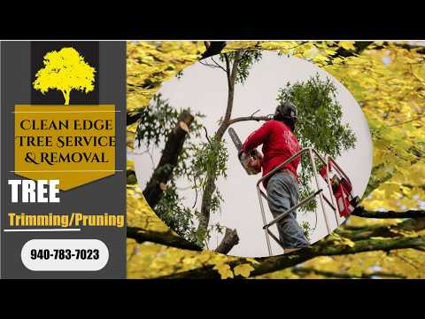 download lagu mp3 mp4 Tree Trimming Denton Tx, download lagu Tree Trimming Denton Tx gratis, unduh video klip Tree Trimming Denton Tx