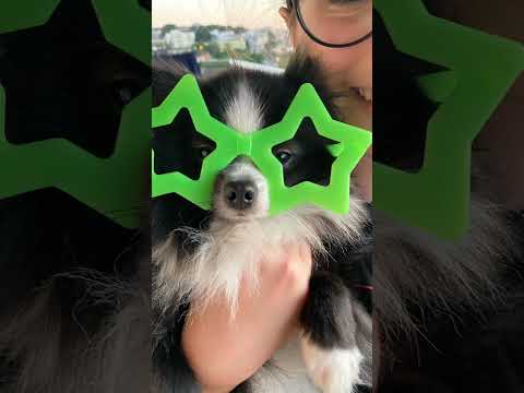 Aniversário da Panda Mel! 🎉🎈 #CristinaMel