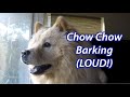 Chow Chow Dog Puppy Barking (WARNING: LOUD!)