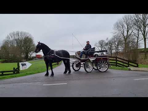 Stal Okkema's Fokalientje - Bartele x Jasper - mare in foal - 2017