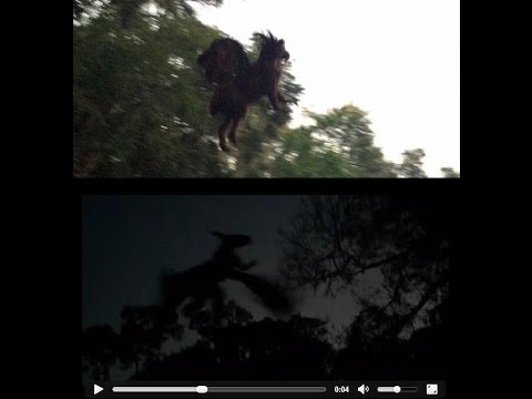 Cryptids And Monsters News Two New Jersey Devil Sightings Video And Photographic Proof