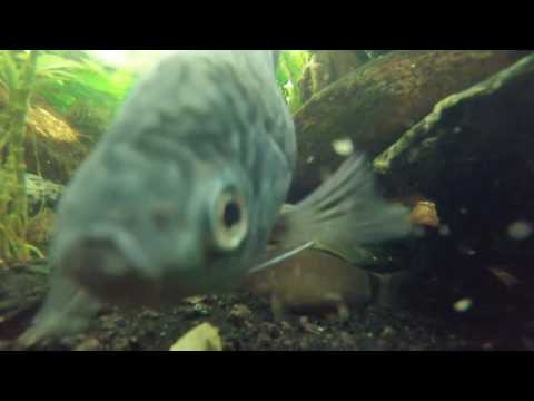 Tropical Fish Make A Lot Of Noise - Tank Cam; Gourami Tank