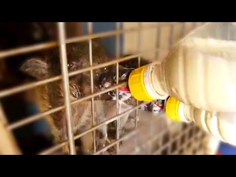 Bottle-feeding rescued baby warthogs
