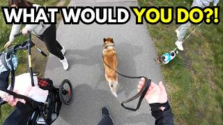 How to Handle Dog Walks in Busy Areas (UNCUT Loose Leash Walking with Distractions)