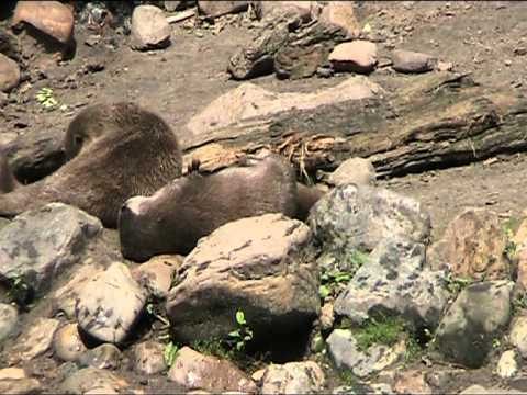 Otters in Zoo Parc Overloon 