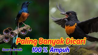 Download lagu Masteran Suara Burung Murai Batu Suara Jernih Bikin Emosi mp3 Download lagu Masteran Suara Burung Murai Batu Suara Jernih Bikin Emosi mp3
