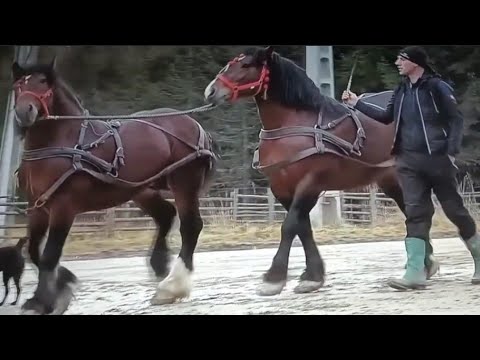 MOMAK ZA PAR RADNI KONJA DAO MERCEDESOV KAMION.