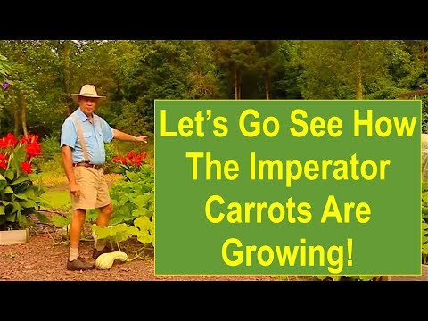 Late-Spring Garden Update: Let's Go See How the Imperator Carrots are Growing!