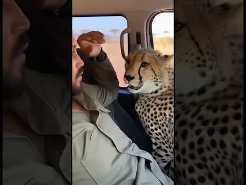 The Cheetah Jumps into the Car to Escape Its Predator! 🐆 치타가 포식자를 피해 차 안으로 뛰어든다! #wildlife