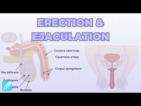 Erection & Ejaculation | Male Reproductive System
