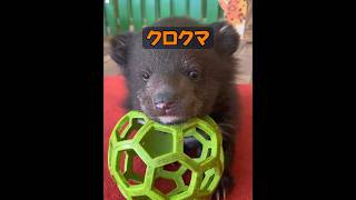 黒クマって、凶暴な獣じゃないの？ #自然 #動物プロダクション #animals #動物 #癒し