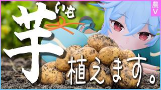 じゃがいも一番高いのと一番安いの植えてみた【植え付け編】