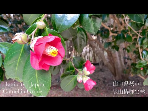笠山椿群生林（Camellia Grove）山口県萩市（Hagi City,JAPAN）