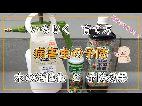 適切なメンテナンスを行えば、このフィカス ベンジャミナ 'デ ガンテル' は病気や寄生虫に対して耐性があります。