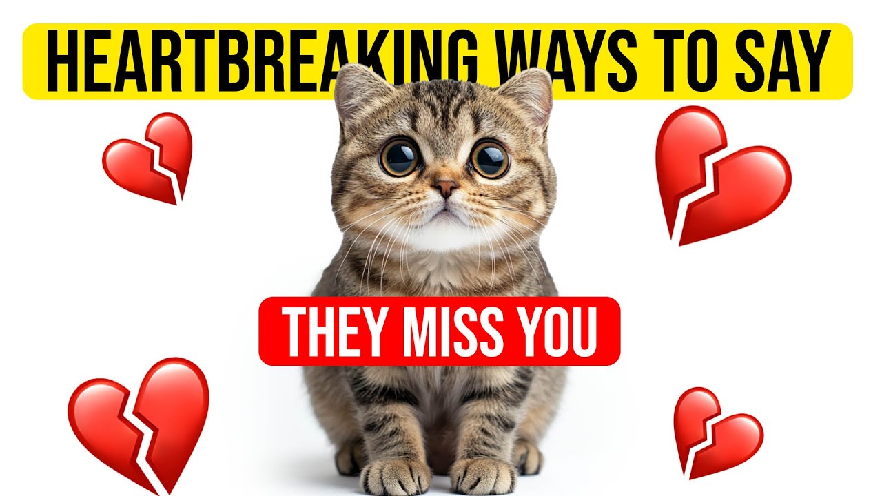 14 Surprising Ways Cats Show Love- They Miss You