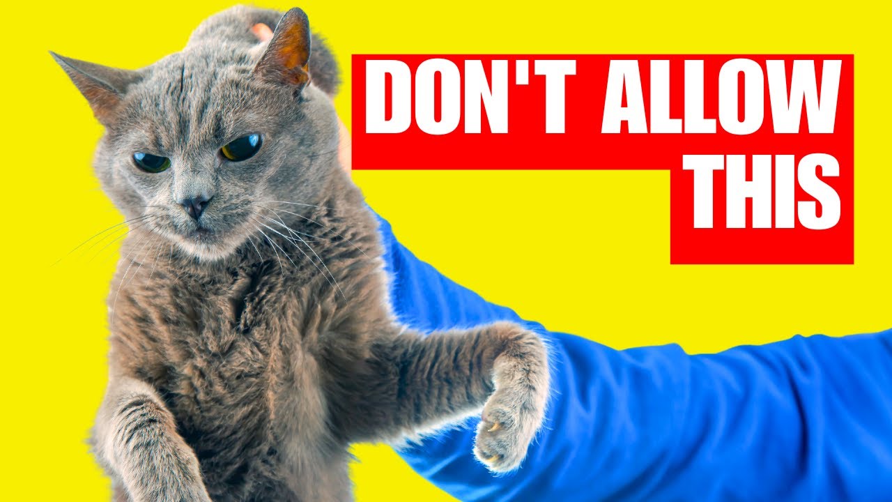 15 Things to Keep Your Indoor Cat HAPPY and LOVED (Every Cat Parent Makes these Mistakes)