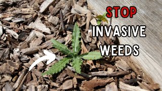 How To STOP The Most INVASIVE Weeds In The Garden - Don