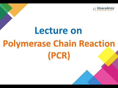 Polymerase Chain Reaction PCR