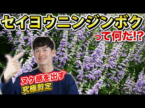 雌のシーバックソーン植物、Hippophae rhamnoides