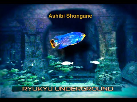 Ryukyu Underground - Ashibi Shongane