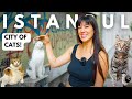 The Cats Humans Of Istanbul
