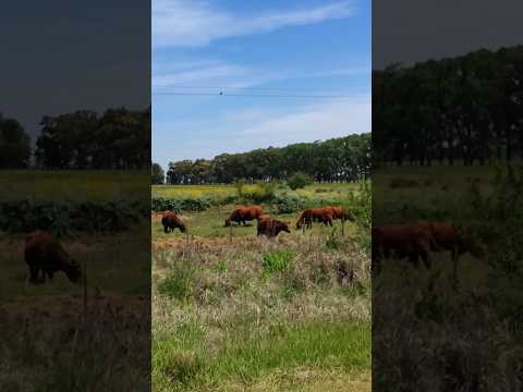 Campo y Vacas en Altamirano partido de Coronel Brandsen Buenos Aires Argentina