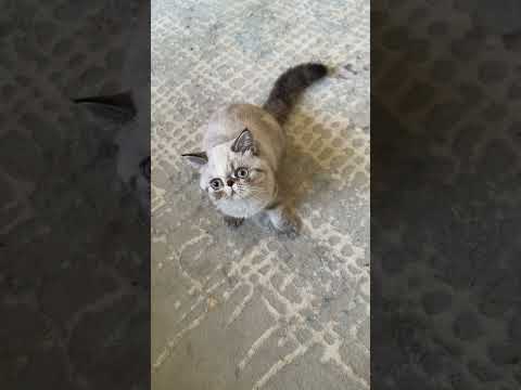 #exoticshorthair #seallynxpoint #colorpoint