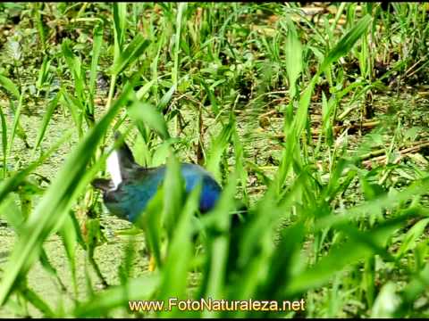 Video: Gallina Morada