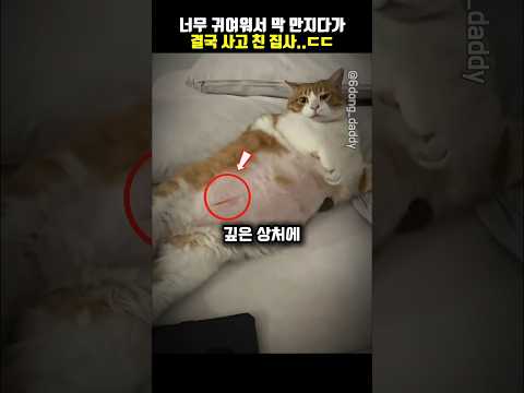 귀엽다고 막 만지면 안 되는 이유ㅋㅋㅋ