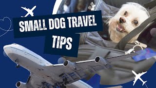 Airline Travel For Small Dogs Live