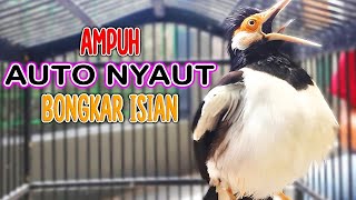 Download lagu AUTO NYAUT !! Pancingan Jalak Suren Gacor Ampuh Bikin Bongkar Isian mp3