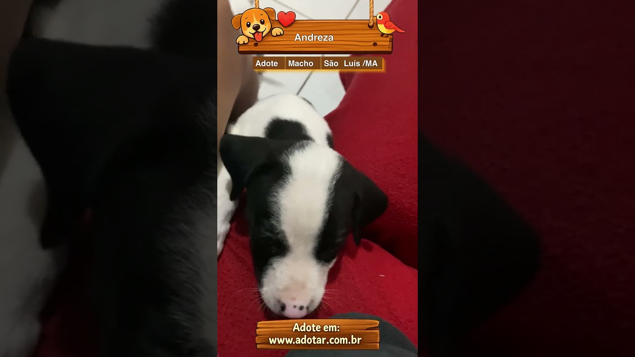 Cachorro raça Pit-Bull idade 2 a 6 meses nome Andreza 