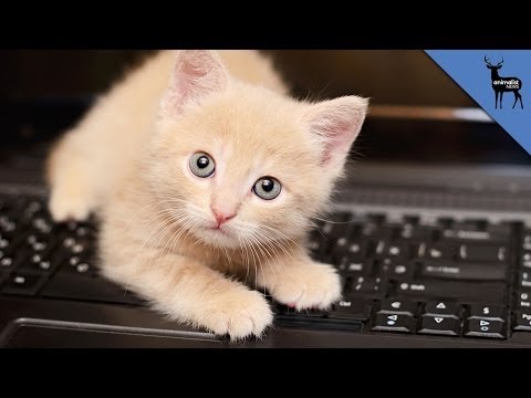 Why Do Cats Rule The Internet?