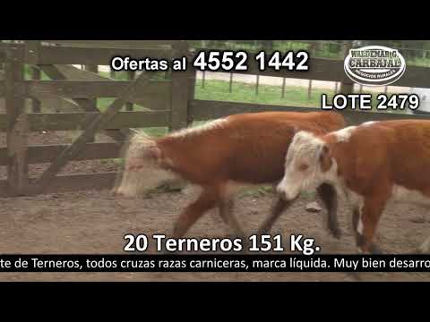 Lote 20 Terneros 11 HE,  4 HE c/  RA,  4 HE c/  NO y 1 SH. 151kg -  en El Chileno - a 9 km de Palo Solo