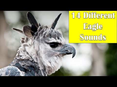 Eagle Sound From 13 Types of Eagles