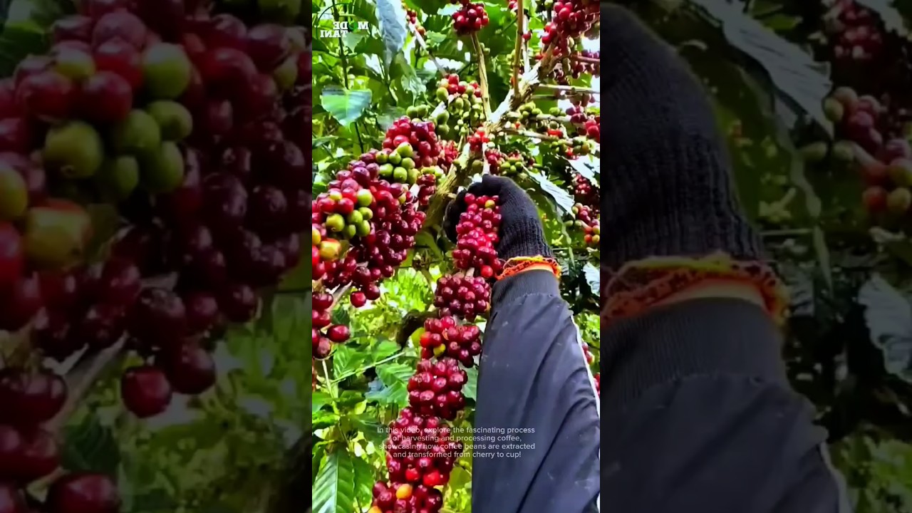 Amazing coffee bean harvesting and processing process