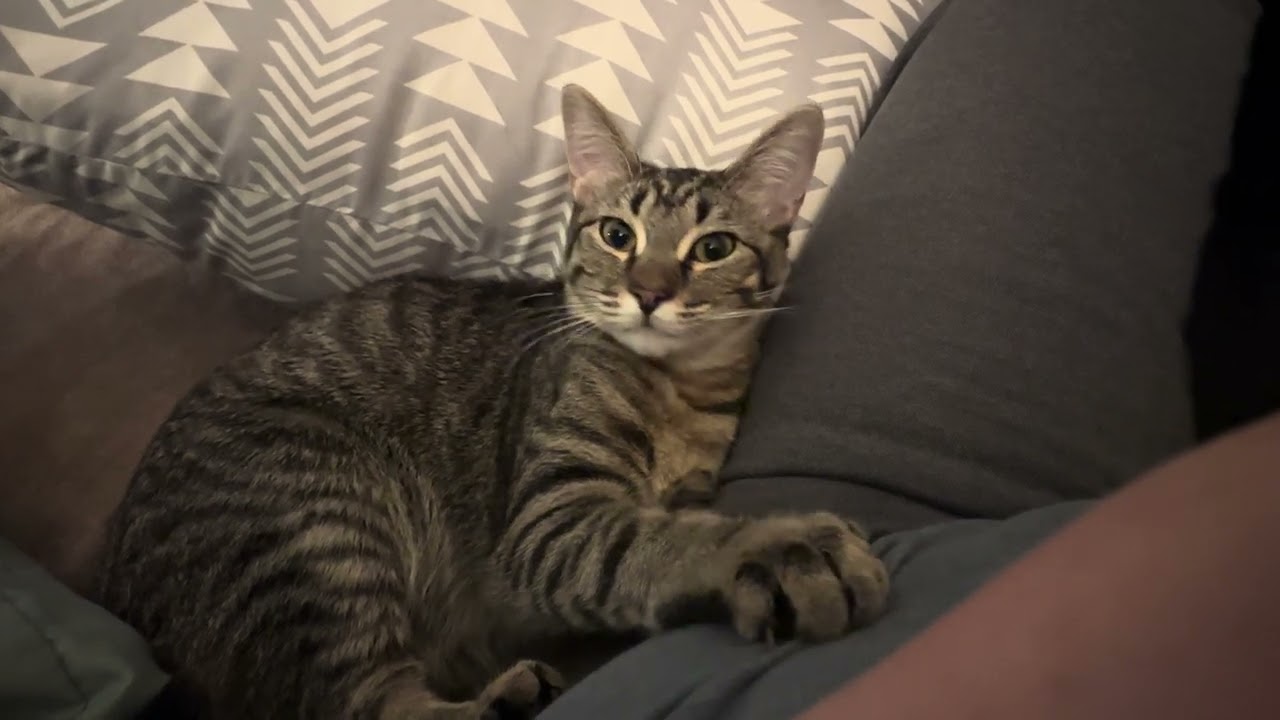 Enlarge Fiona Bell, a Adoptable Domestic Short Hair in Denver, CO video 6/6