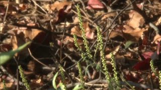 Why ragweed has beaten the drought, making life miserable for allergy sufferers