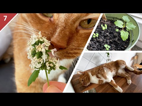 Grow you own catnip from seeds for your cat | Oppa the Orange Cat