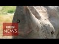 Rhino Cam An Insight From A Rhino S Point Of View BBC News
