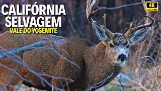 VALE DO YOSEMITE | O Coração Selvagem da América - Califórnia Selvagem Documentário