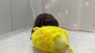 チワワ(ロング)の動画01