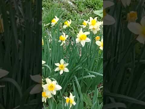 詩人の水仙 植物