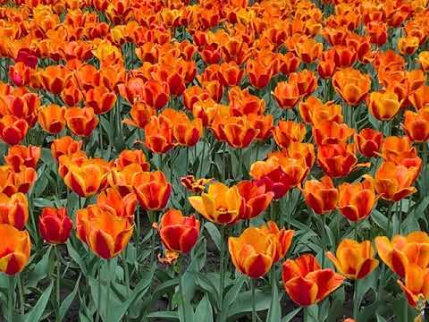 Gabriela Król "Listen" (Beyoncé cover)