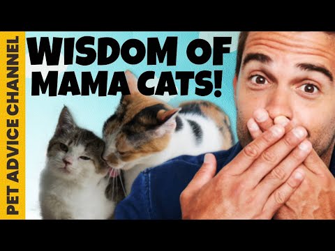 5 important things mother cats teach their kittens